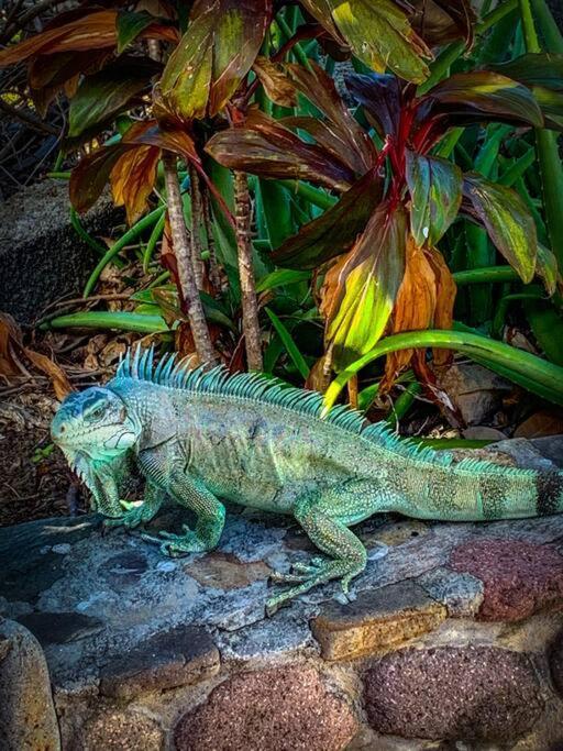 Villa Ker Iguane Terre De Haut Les Saintes Bagian luar foto